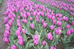 [Purple Flag 011.jpg]